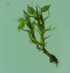 Pseudephemerum nitidum