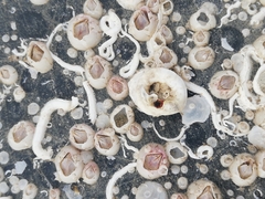 Spirobranchus lamarcki