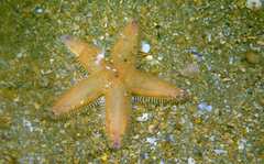 Astropecten irregularis