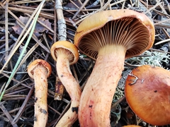 Chroogomphus mediterraneus