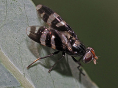 Herina frondescentiae