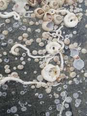 Spirobranchus lamarcki