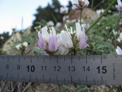 Astragalus captiosus