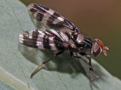 Herina frondescentiae