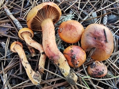 Chroogomphus mediterraneus