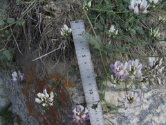 Astragalus captiosus