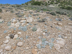 Eriogonum soredium