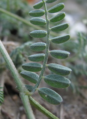 Astragalus captiosus