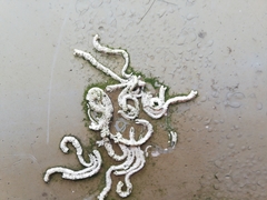 Spirobranchus lamarcki