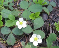 Fragaria cascadensis
