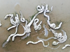 Spirobranchus lamarcki