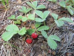 Fragaria cascadensis