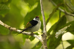 Ilicura militaris