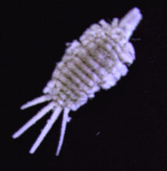 Laminicoccus flandersi