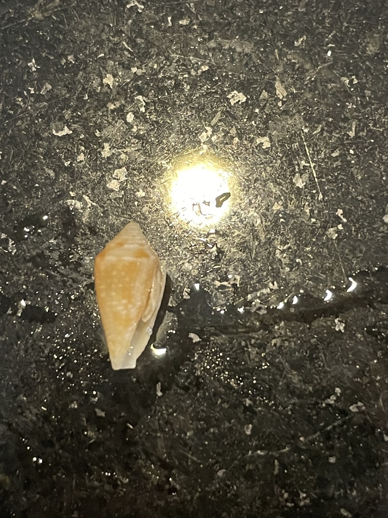 Dusky Cone in January 2022 by Addie Jenkinson · iNaturalist