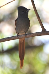 Terpsiphone viridis plumbeiceps