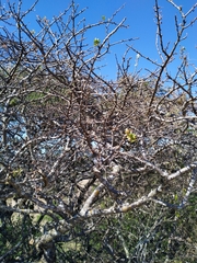 Bursera linanoe
