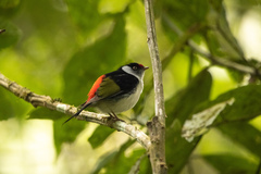 Ilicura militaris