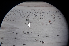 Recurvirostra avosetta