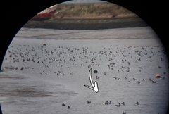 Recurvirostra avosetta