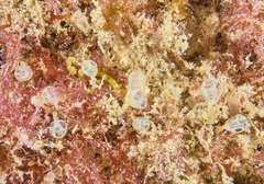 Pycnoclavella