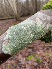 Pertusaria pertusa