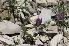 Astragalus onobrychis