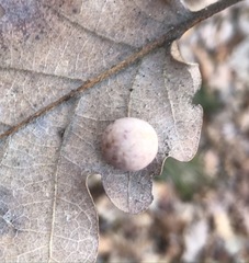 Cynips quercus