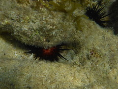 Echinometra lucunter