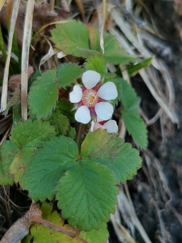 nátržník drobnokvetý (Potentilla micrantha)