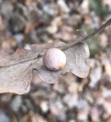Cynips quercus