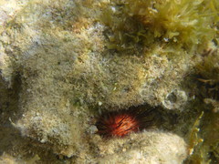 Echinometra lucunter