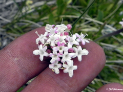 Valeriana fonkii