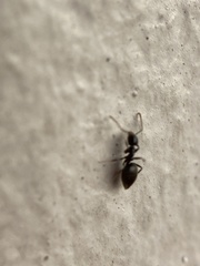 Technomyrmex difficilis
