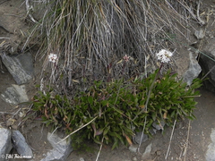 Valeriana fonkii