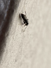 Technomyrmex difficilis