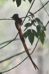 Terpsiphone viridis plumbeiceps