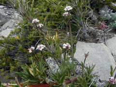 Valeriana fonkii