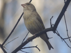 Chloris chloris chloris