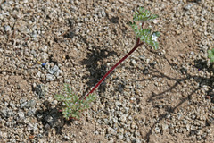 Ipomopsis polycladon