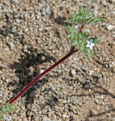 Ipomopsis polycladon