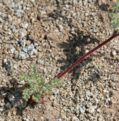 Ipomopsis polycladon