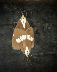 Nyctemera lacticinia