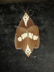 Nyctemera lacticinia
