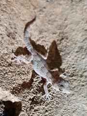 Tarentola angustimentalis