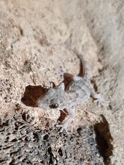 Tarentola angustimentalis