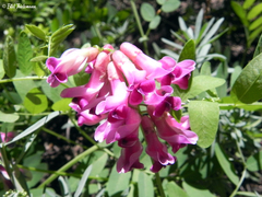 Vicia magellanica