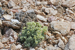 Lepidium ostleri