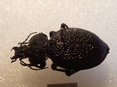 Carabus syriacus
