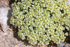 Lepidium ostleri